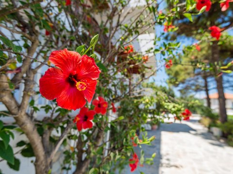 tassos & marios alykanas zante zakynthos greece